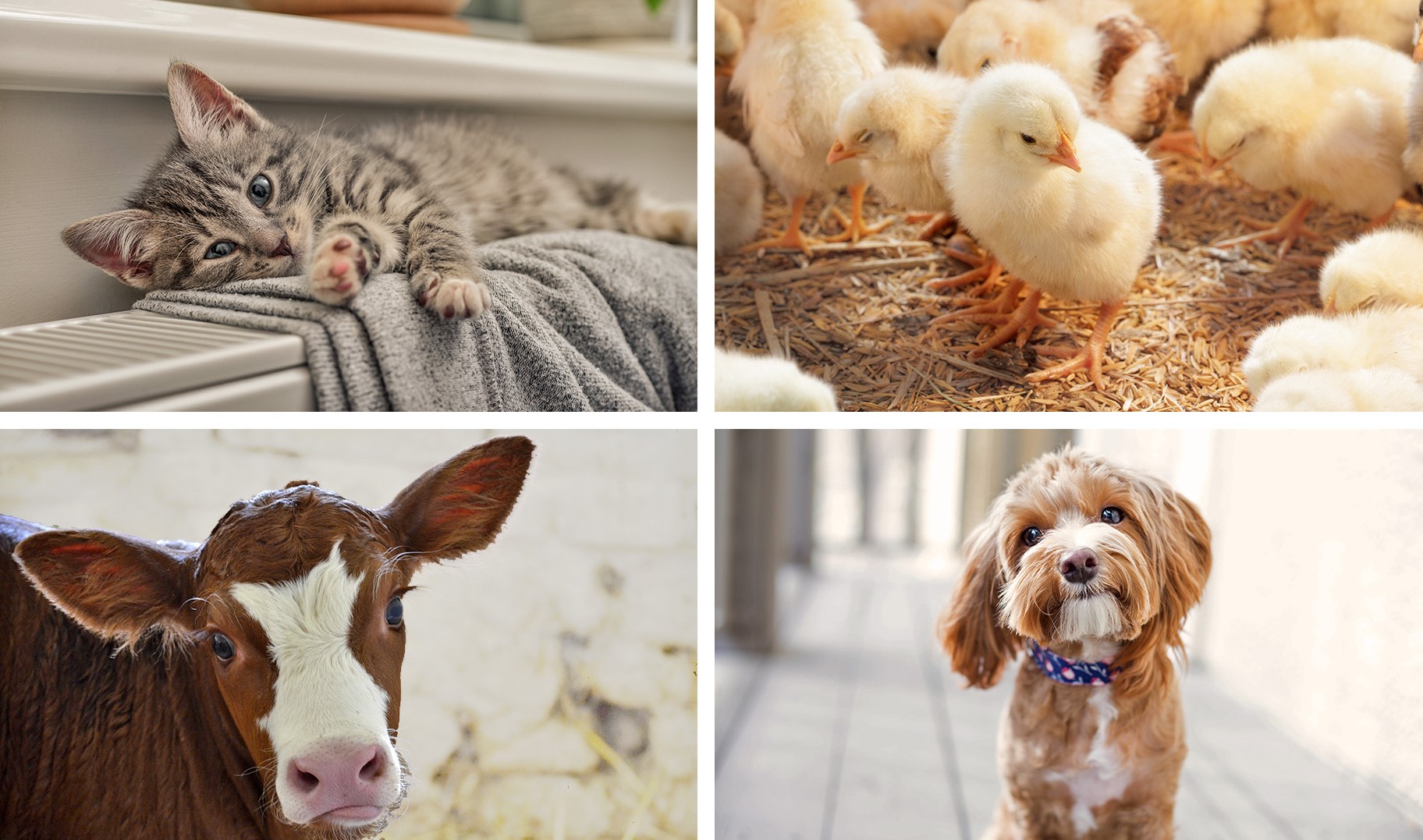Küken, Katze, Kalb und Hund werden allesamt von UdiANIMA Tierheizung gewärmt
