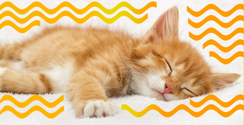 Katze wird von Tierheizung UdiANIMA gewärmt, Mobiler Header von UdiANIMA