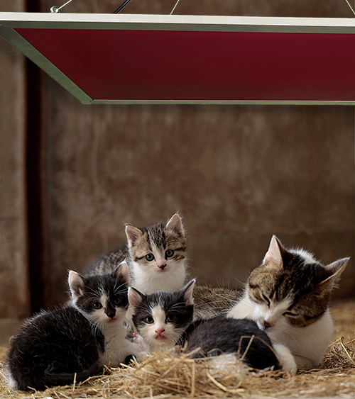 Junge Katzen liegen zusammen mit Ihrer Mutter im Heu und werden von Tierheizung UdiANIMA gewärmt